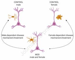 Diagram shows three versions of a neuron and dendrites with varying degrees of spine density. The three different diagrams represent a control male, control female, and an MDD male and female.